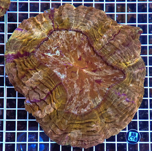 Acanthophyllia INDO W