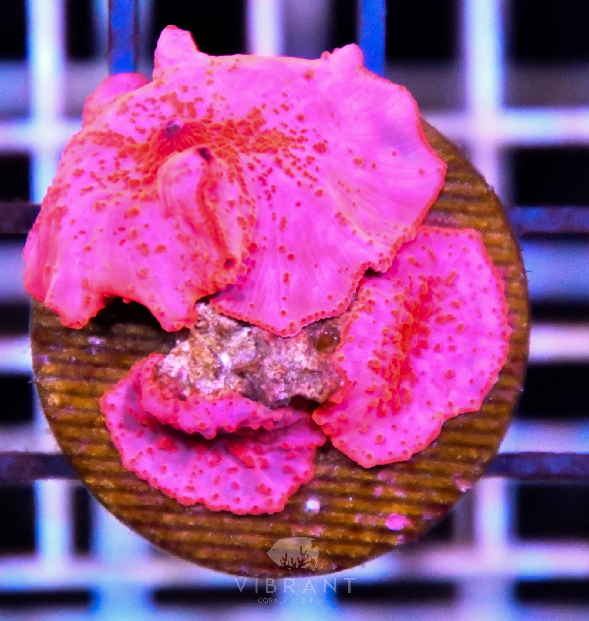 Mushroom STRIPPER LIPS 2pp SAMPLE