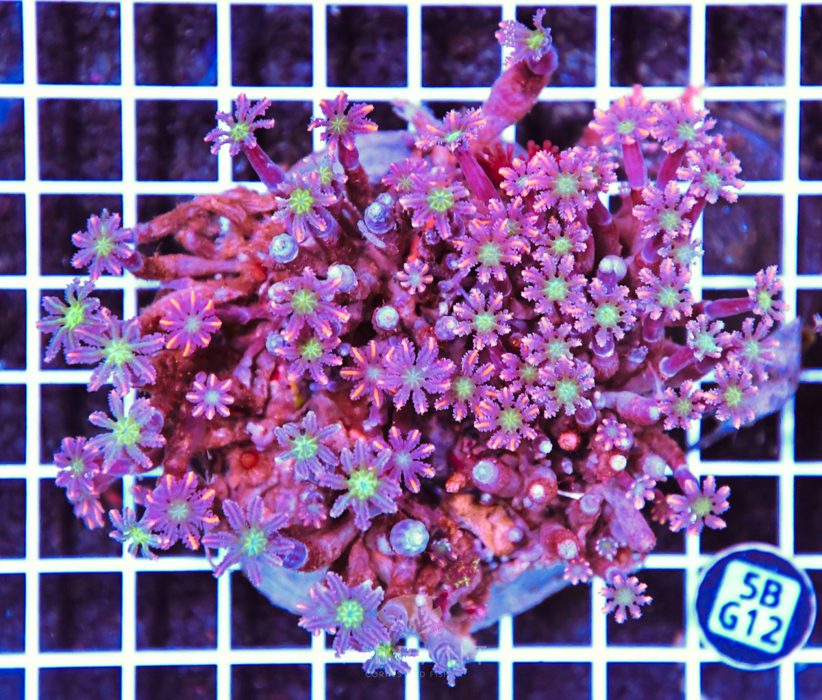 Clove Polyp INDO