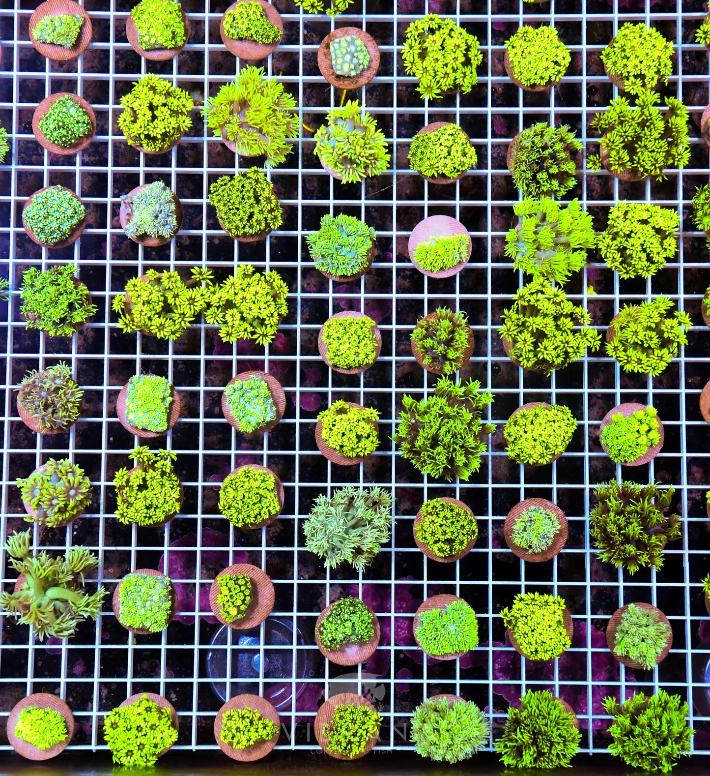 Frag Goniopora AUS