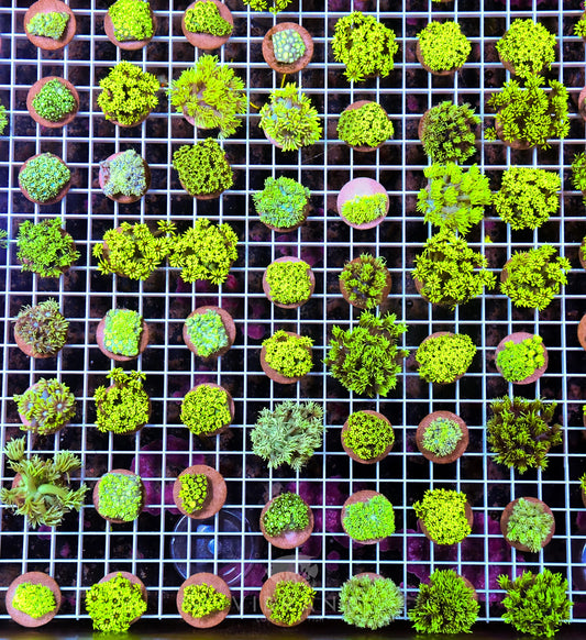 Frag Goniopora AUS