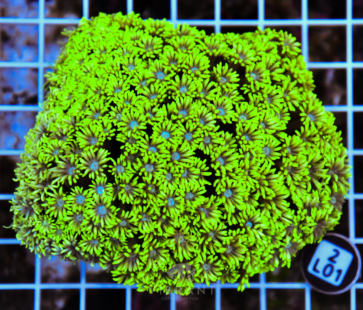 Goniopora AUS