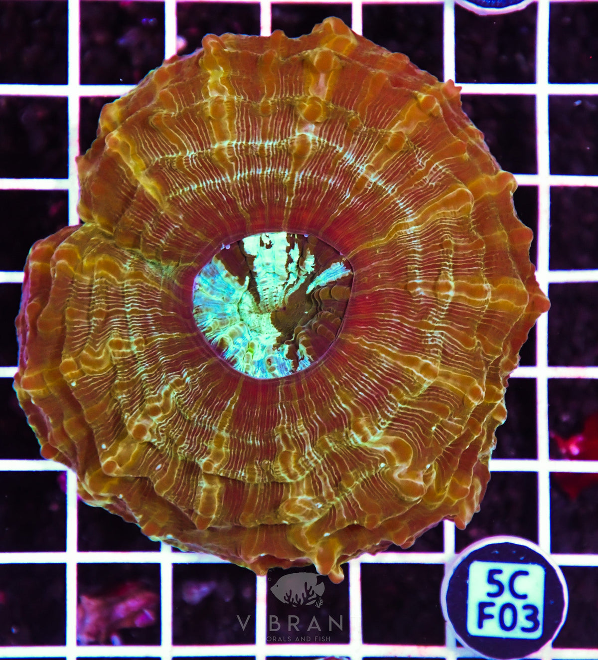 Acanthophyllia AUS