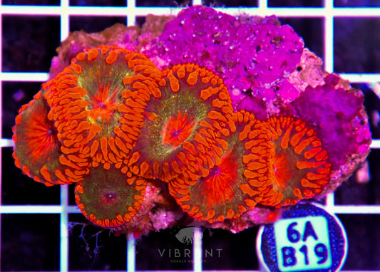 Blasto INDO W