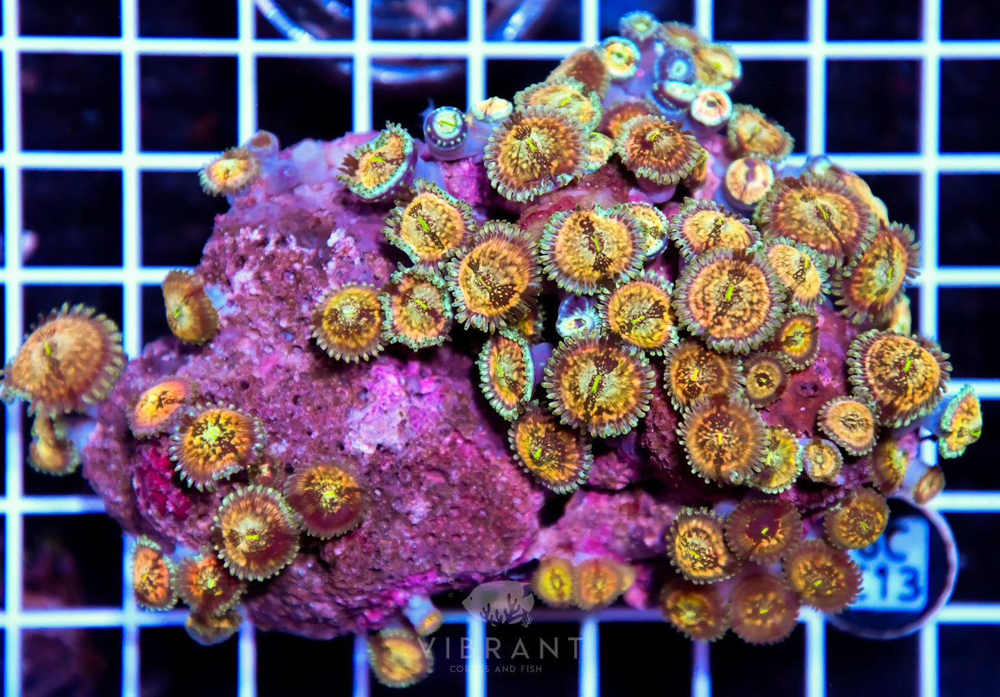 Zoa INDO W