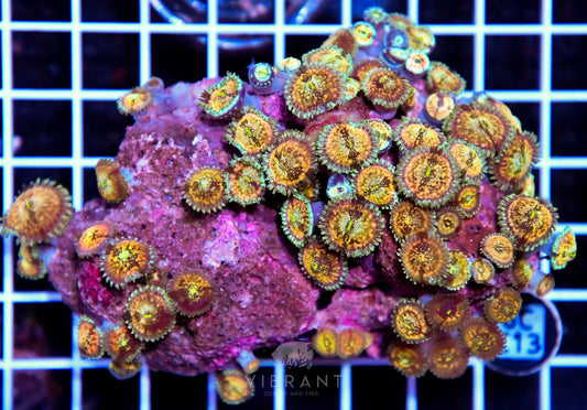 Zoa INDO W