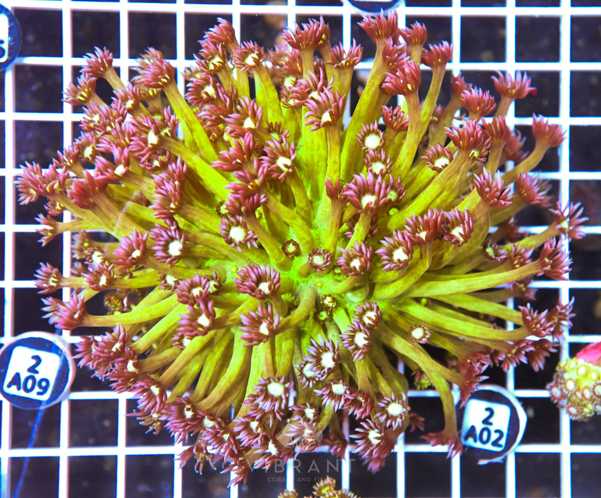 Goniopora INDO