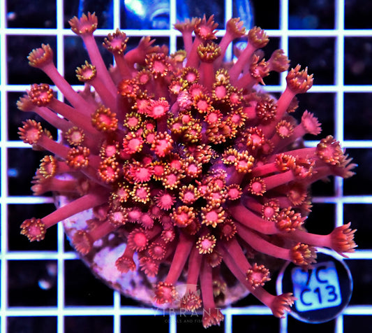 Goniopora INDO