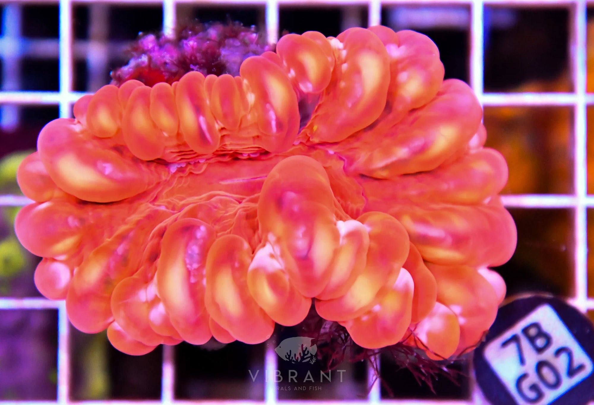 Cynarina RED AUS