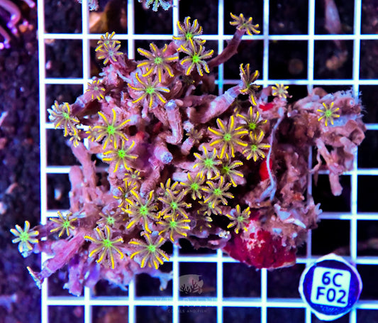 Clove Polyp INDO W