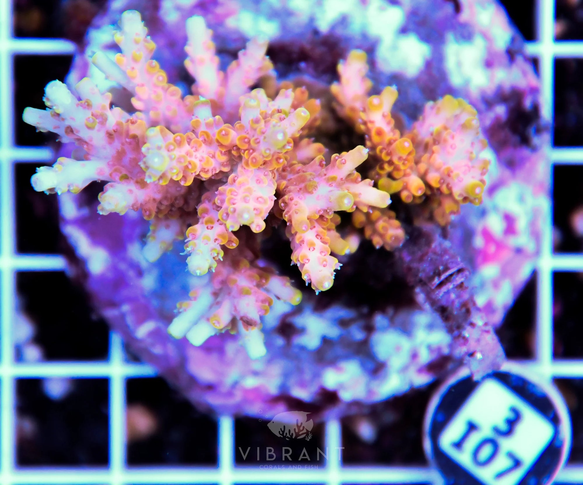 Acro INDO