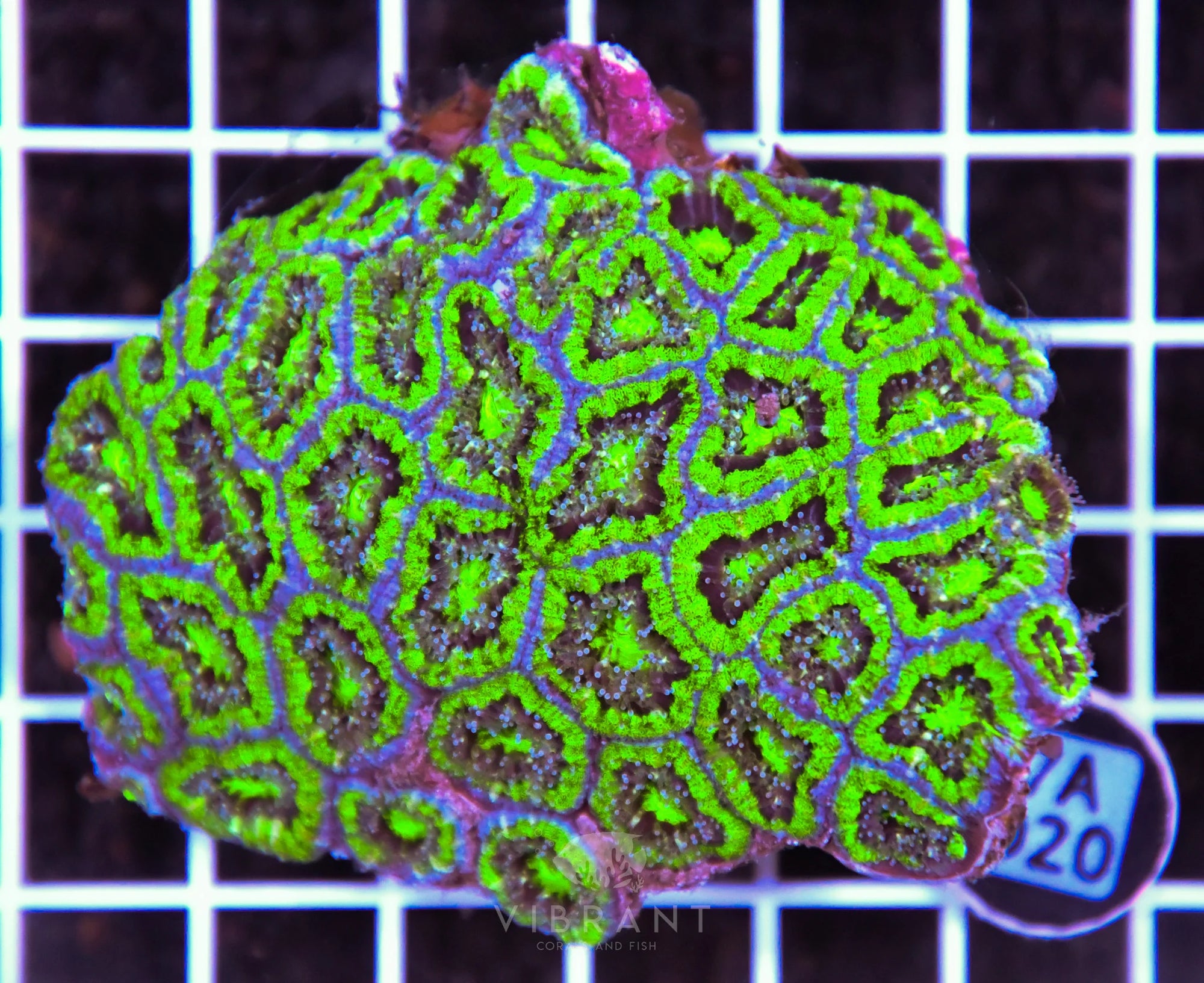 Acan Lord AUS