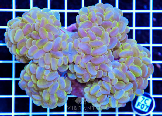 Bubble Coral INDO