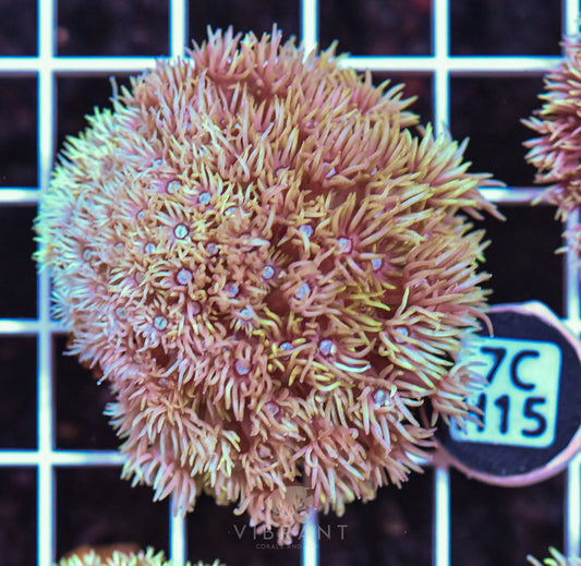Frag Goniopora WAUS