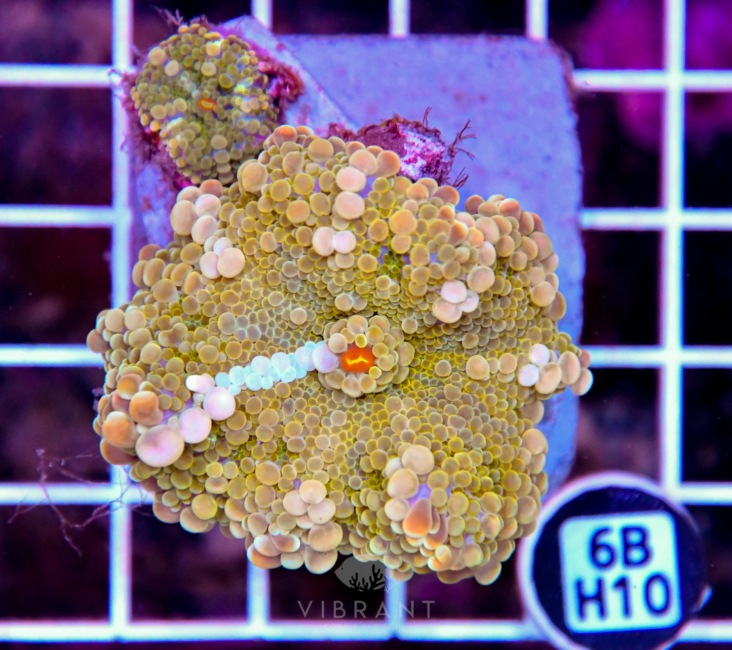 Mushroom INDO