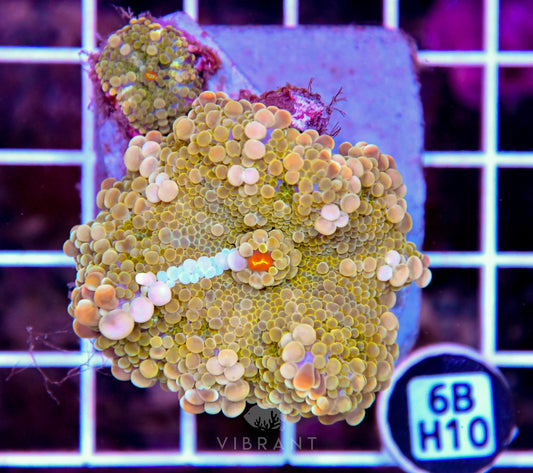 Mushroom INDO