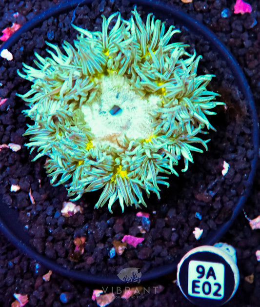 Rock Flower Anemone