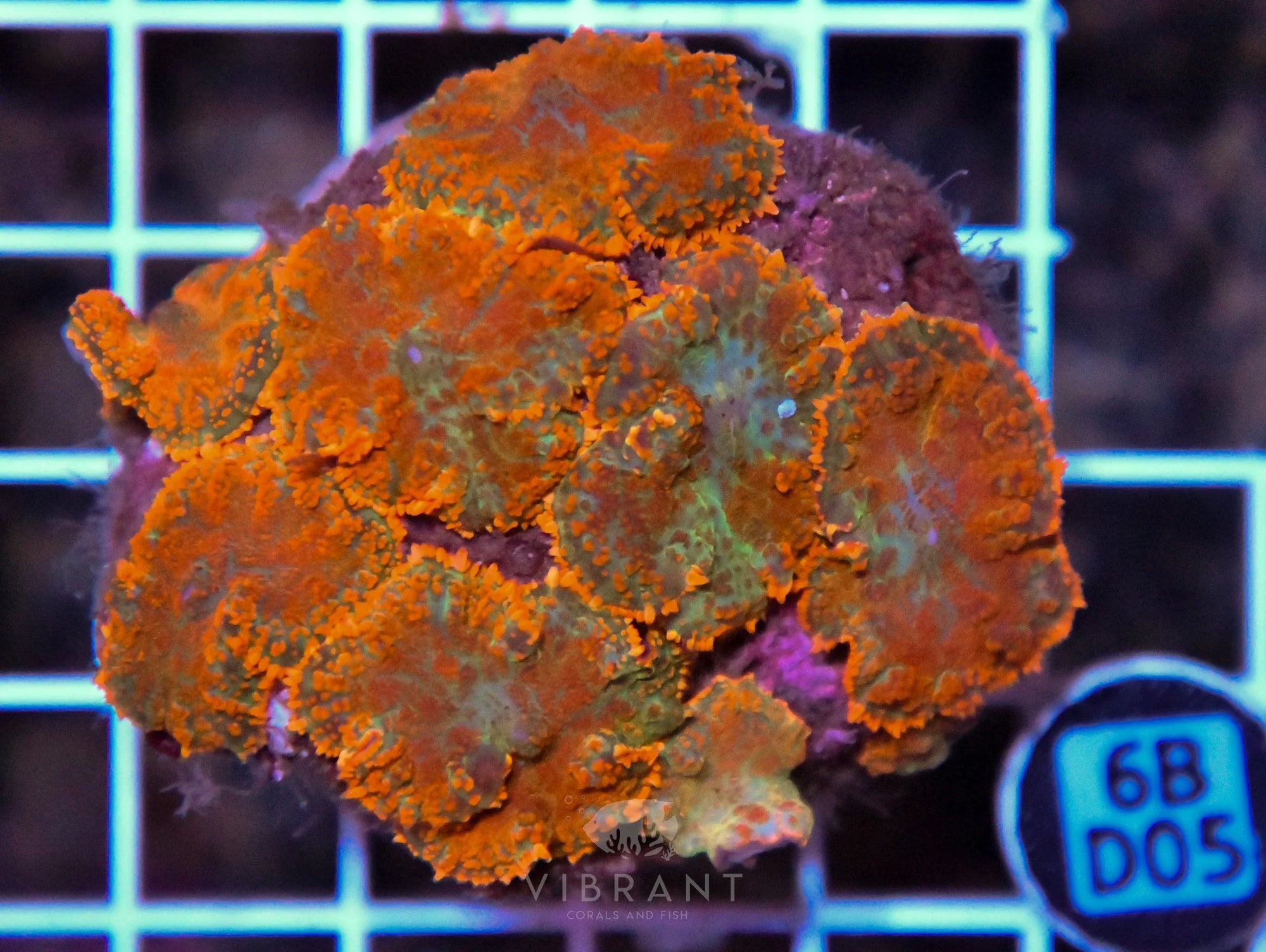 Mushroom INDO