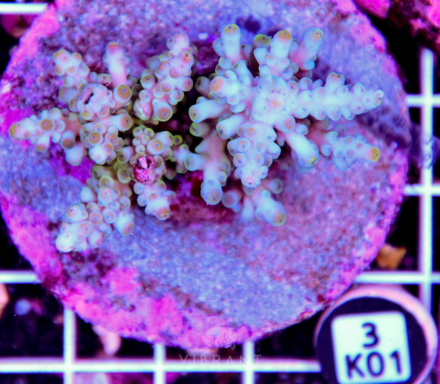 Acro INDO