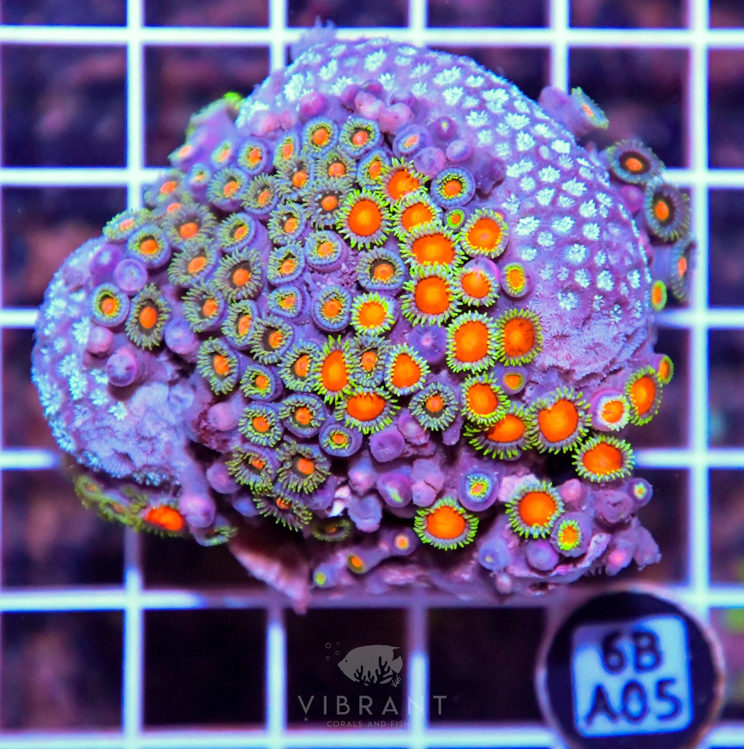Zoa AUS