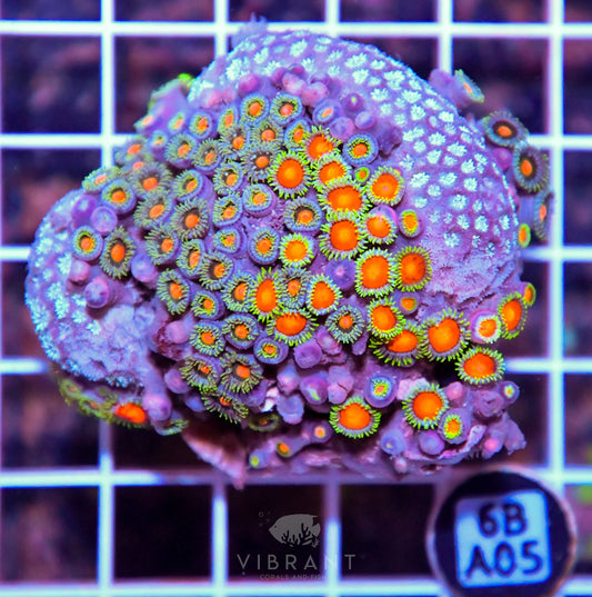 Zoa AUS
