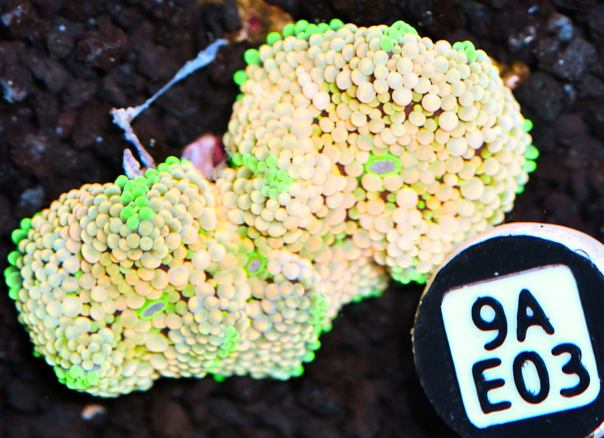 Ricordea Mushroom