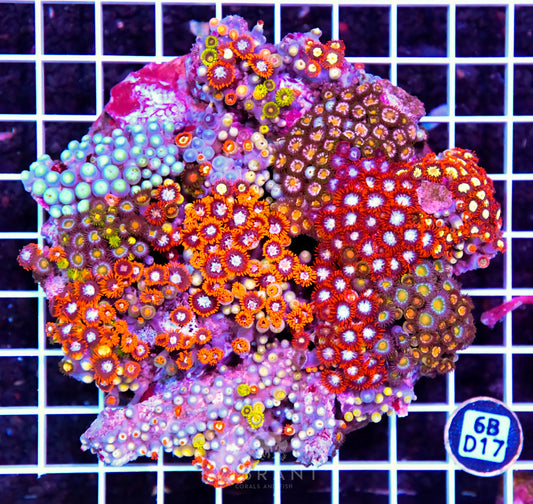 Zoa INDO W