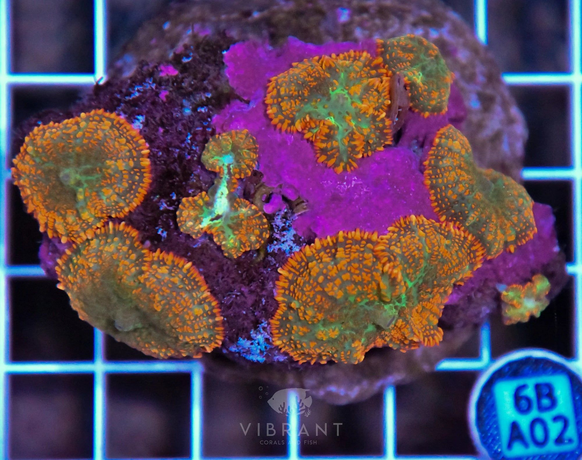 Mushroom INDO