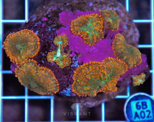 Mushroom INDO