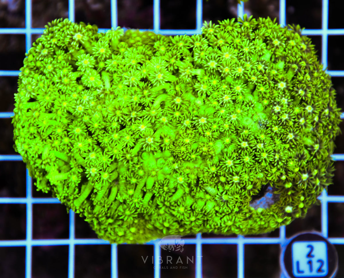Goniopora AUS