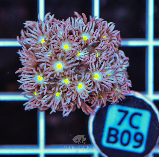Frag Goniopora WAUS