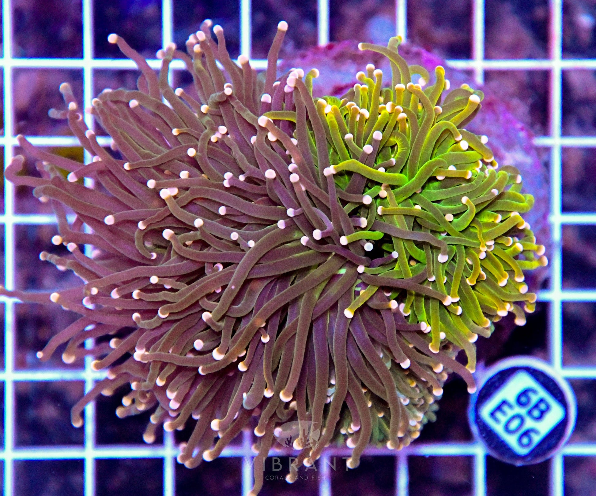 Torch INDO