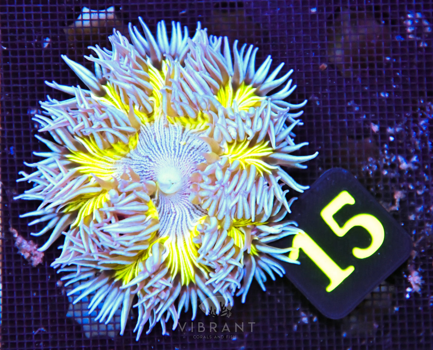 Rock Flower Anemone