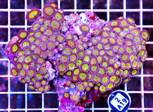 Zoa INDO W