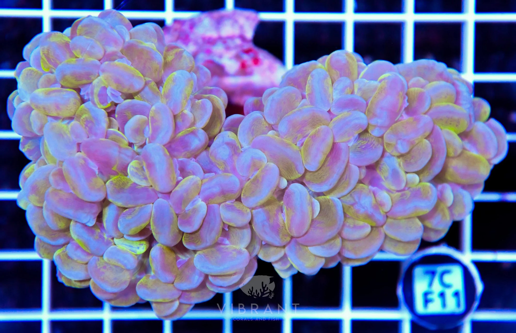 Bubble Coral INDO