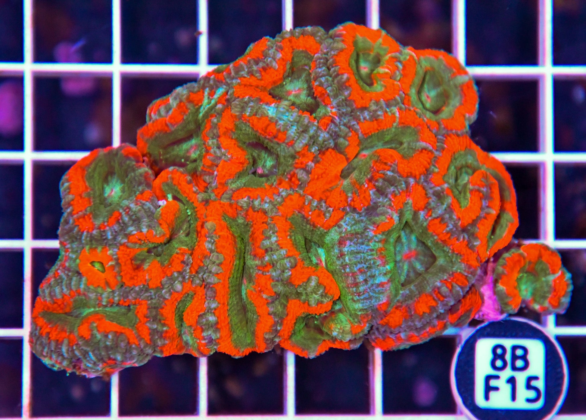 Micromussa WAUS