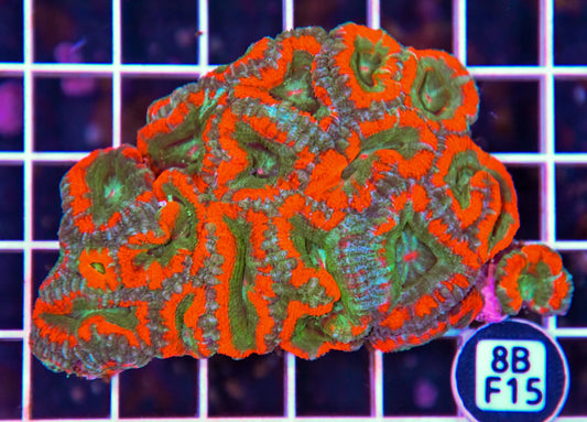 Micromussa WAUS