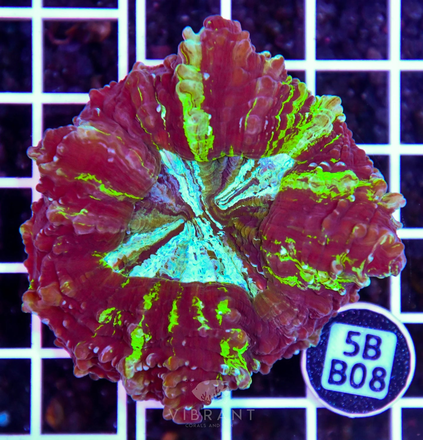 Acanthophyllia AUS