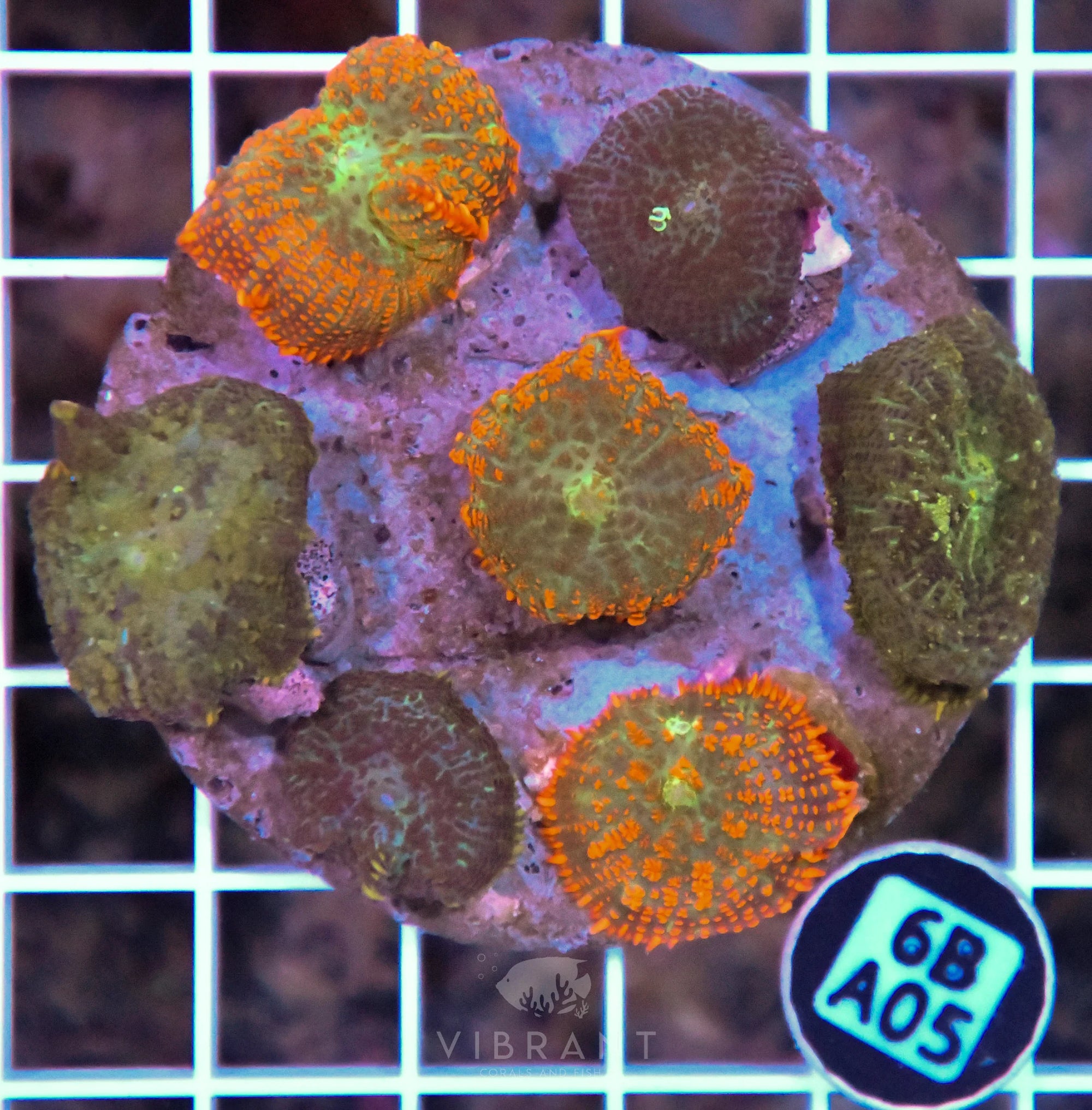 Mushroom INDO