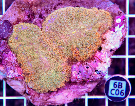 Mushroom INDO