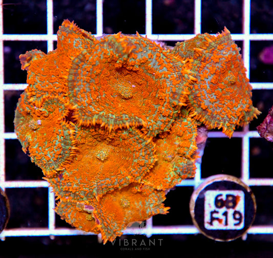 Mushroom INDO