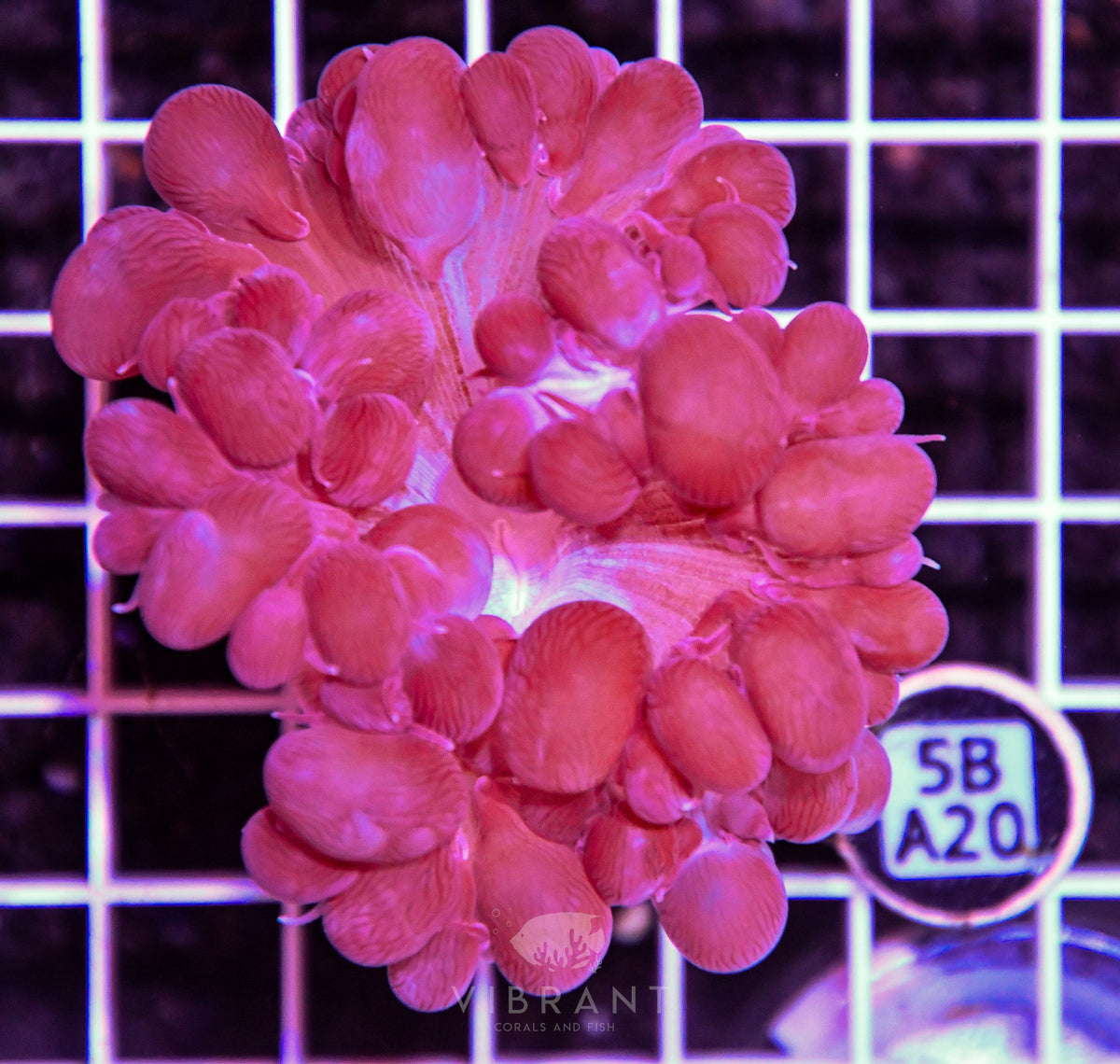 Bubble Coral AUS