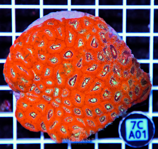 Micromussa INDO