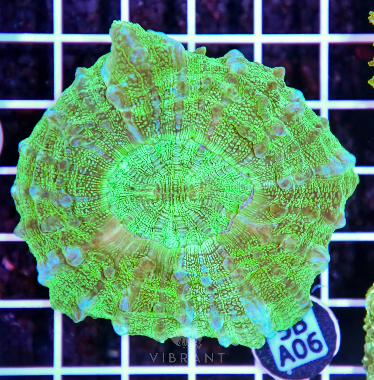 Acanthophyllia AUS