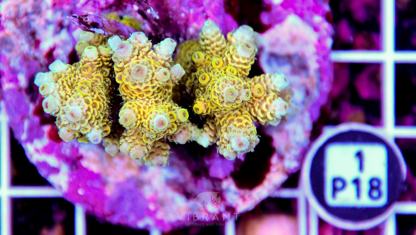 Acro INDO