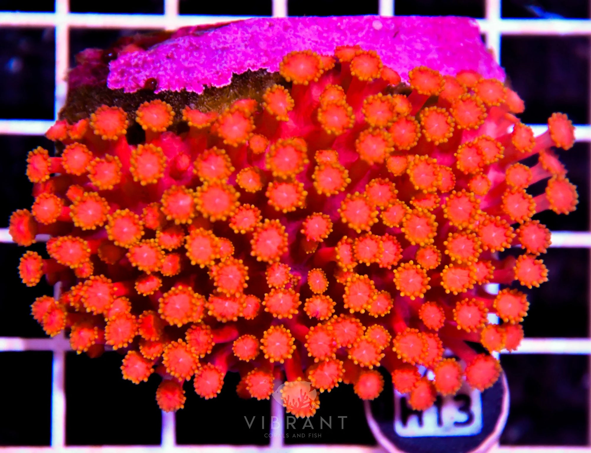 Goniopora INDO W