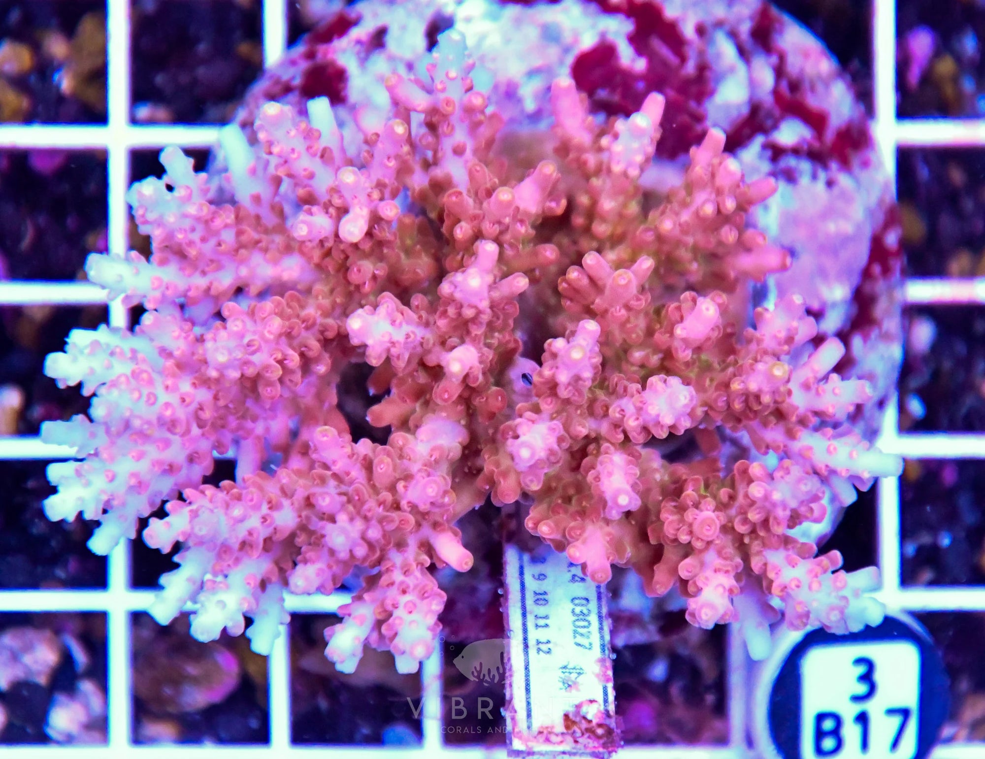Acro INDO