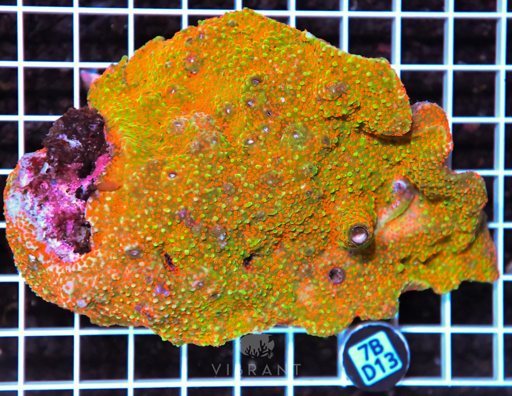 Montipora AUS