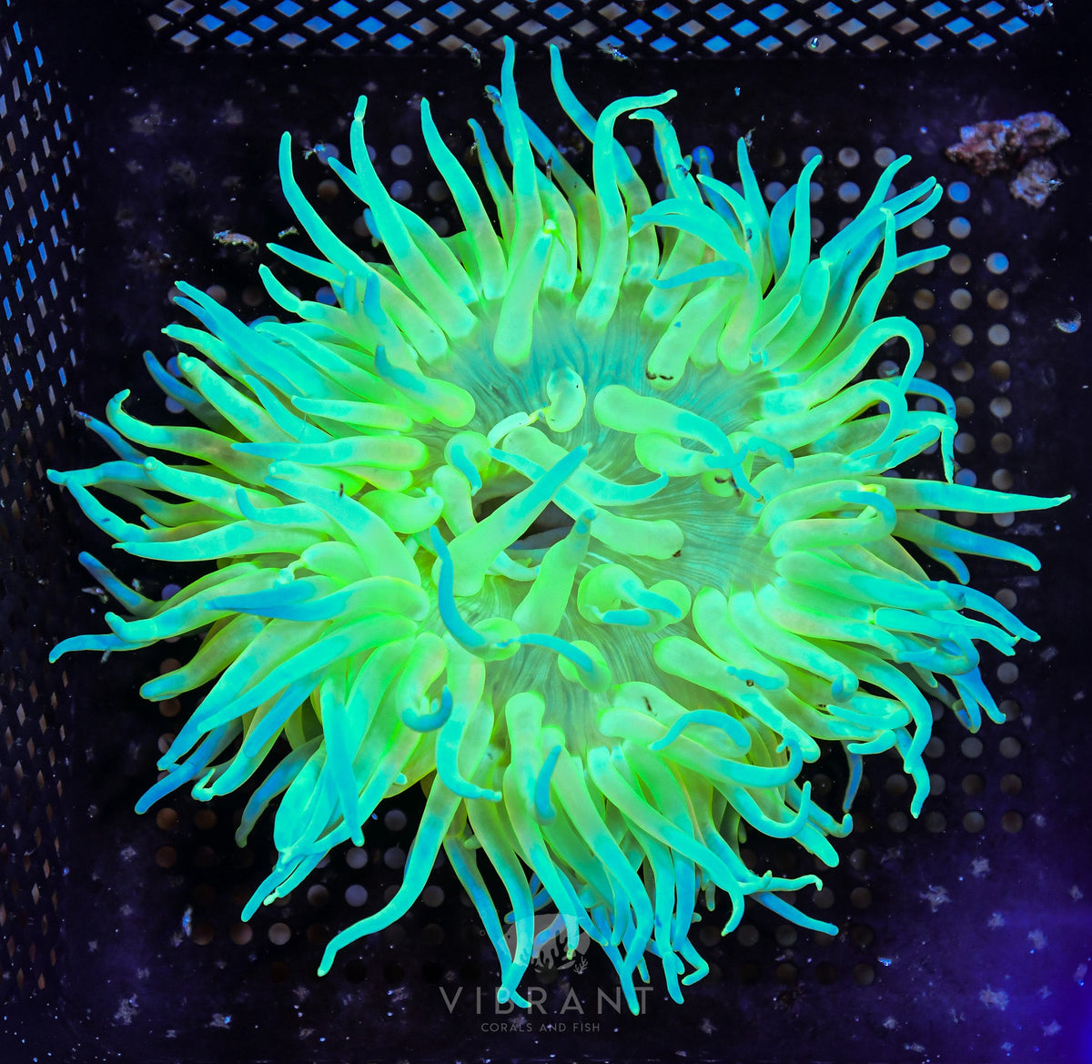 Long Tentacle Anemone