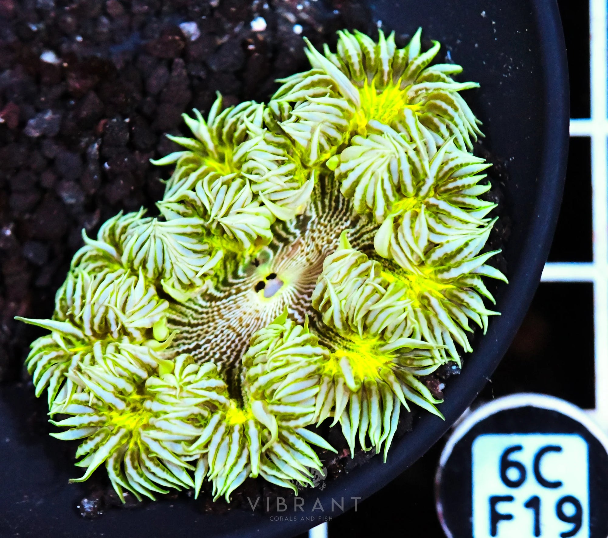 Rock Flower Anemone